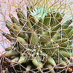 Cacto mammillaria decipiens